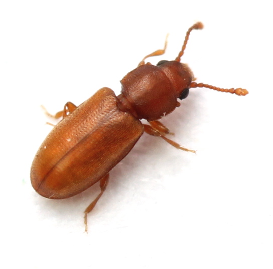 Foreign Grain Beetle