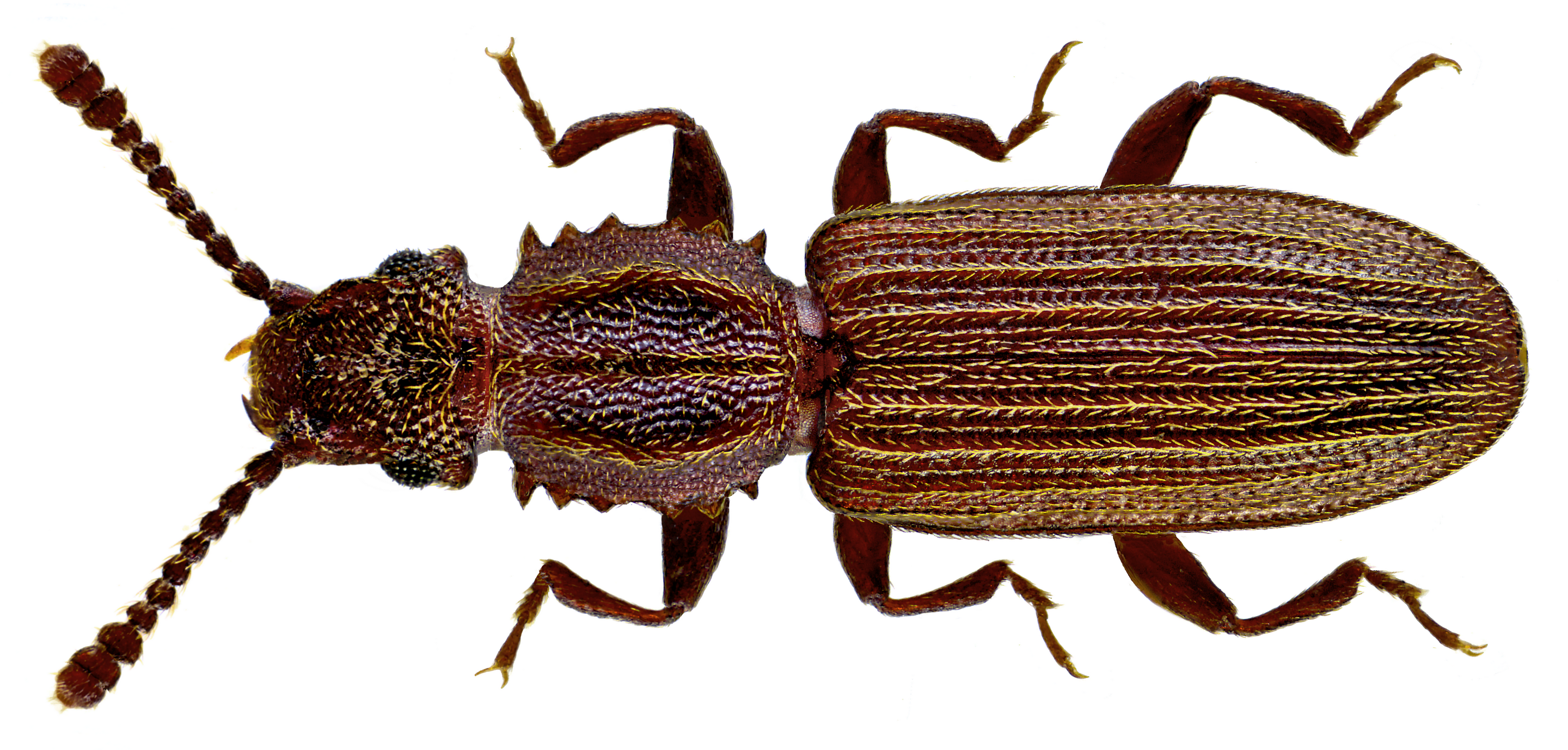 Sawtoothed Grain Beetle