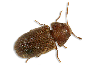 Drugstore Beetle